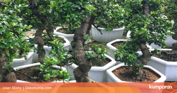  Pupuk Bonsai  Beringin Redaksi7